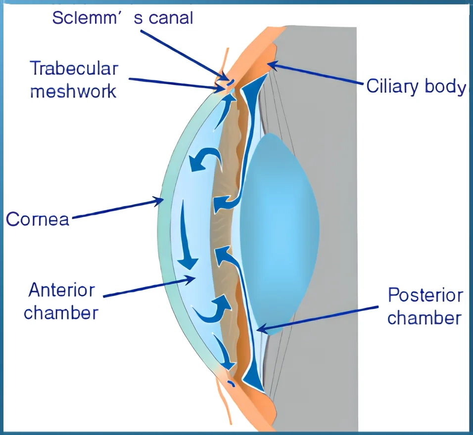 Aqueous humor and the anterior chamber